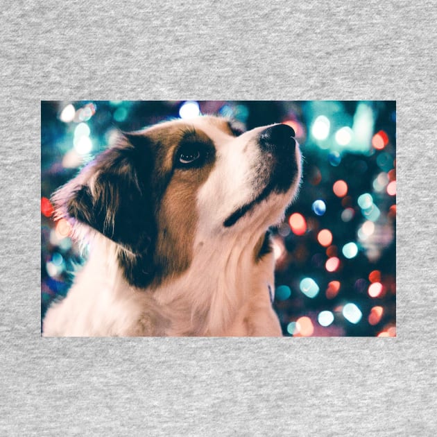 Australian Shepherd — Merry Christmas by kcvg